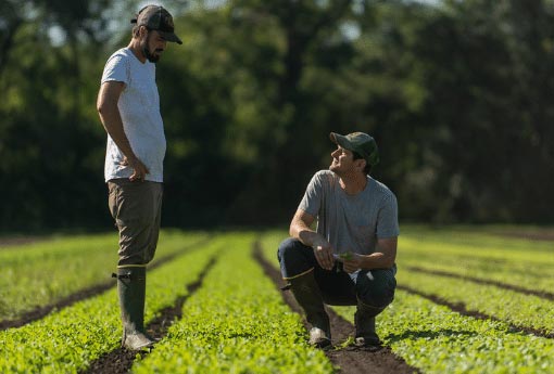 Online Grocery Delivery Lawrence Ks.jpg